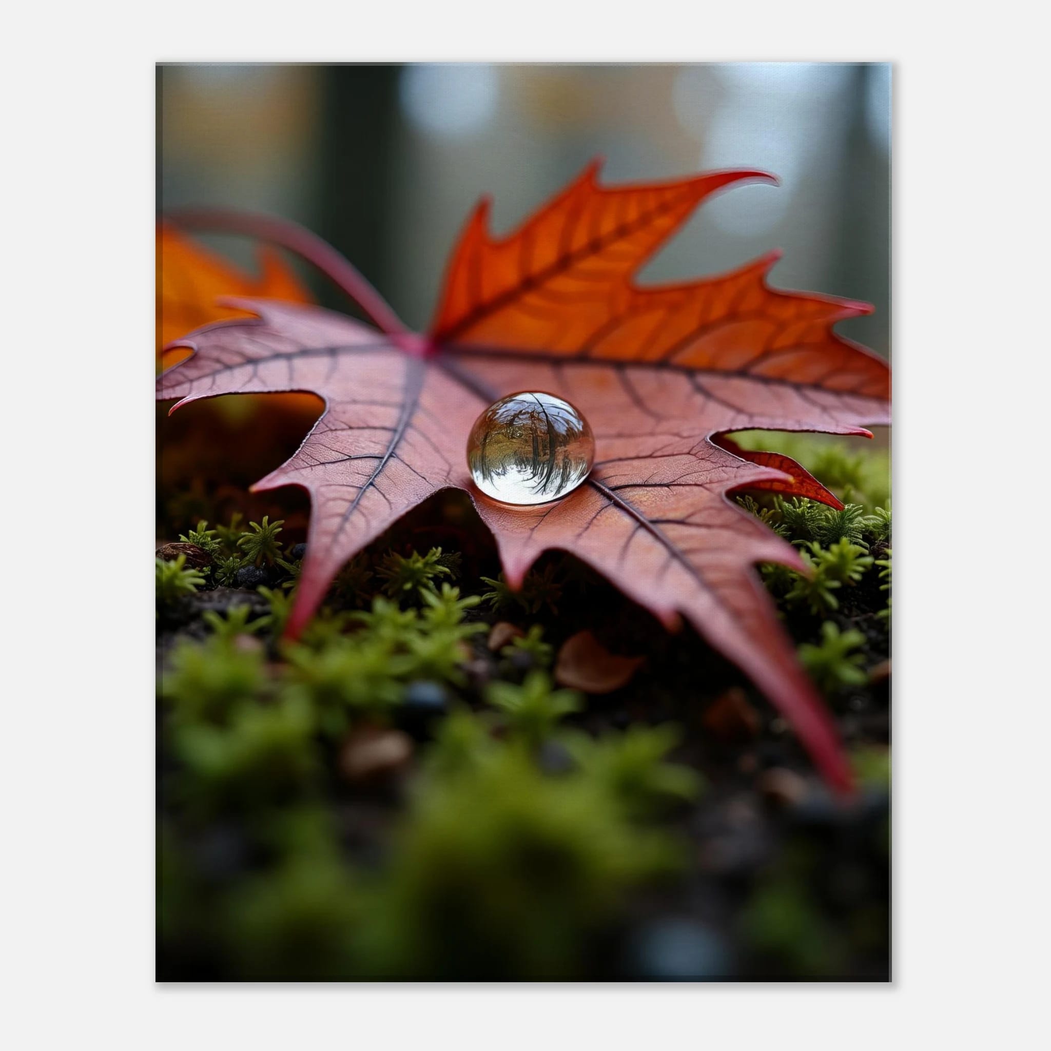Whisper of the Fallen Maple