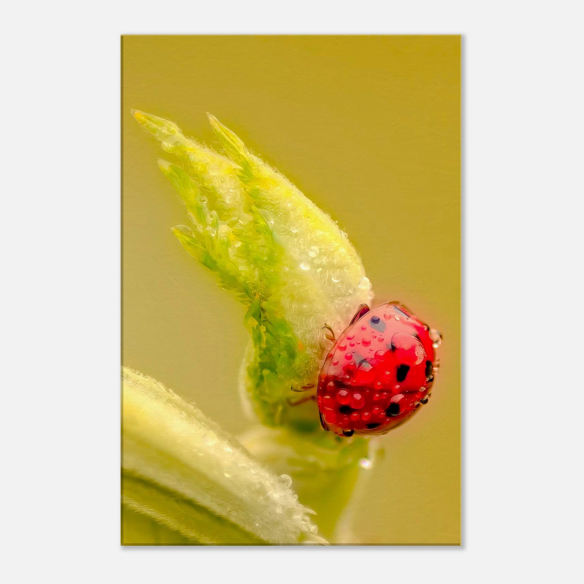 Dew-Kissed Ladybird Macro Nature Canvas