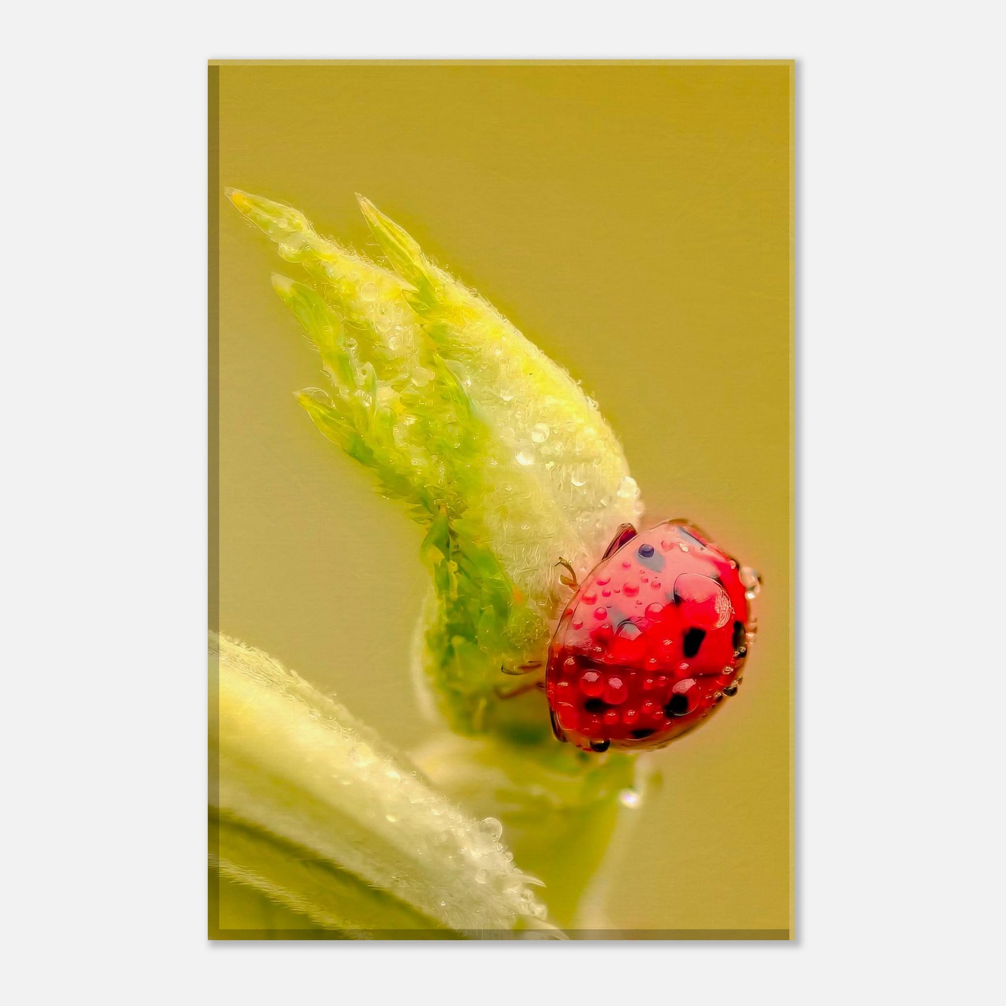 Dew-Kissed Ladybird Macro Nature Canvas