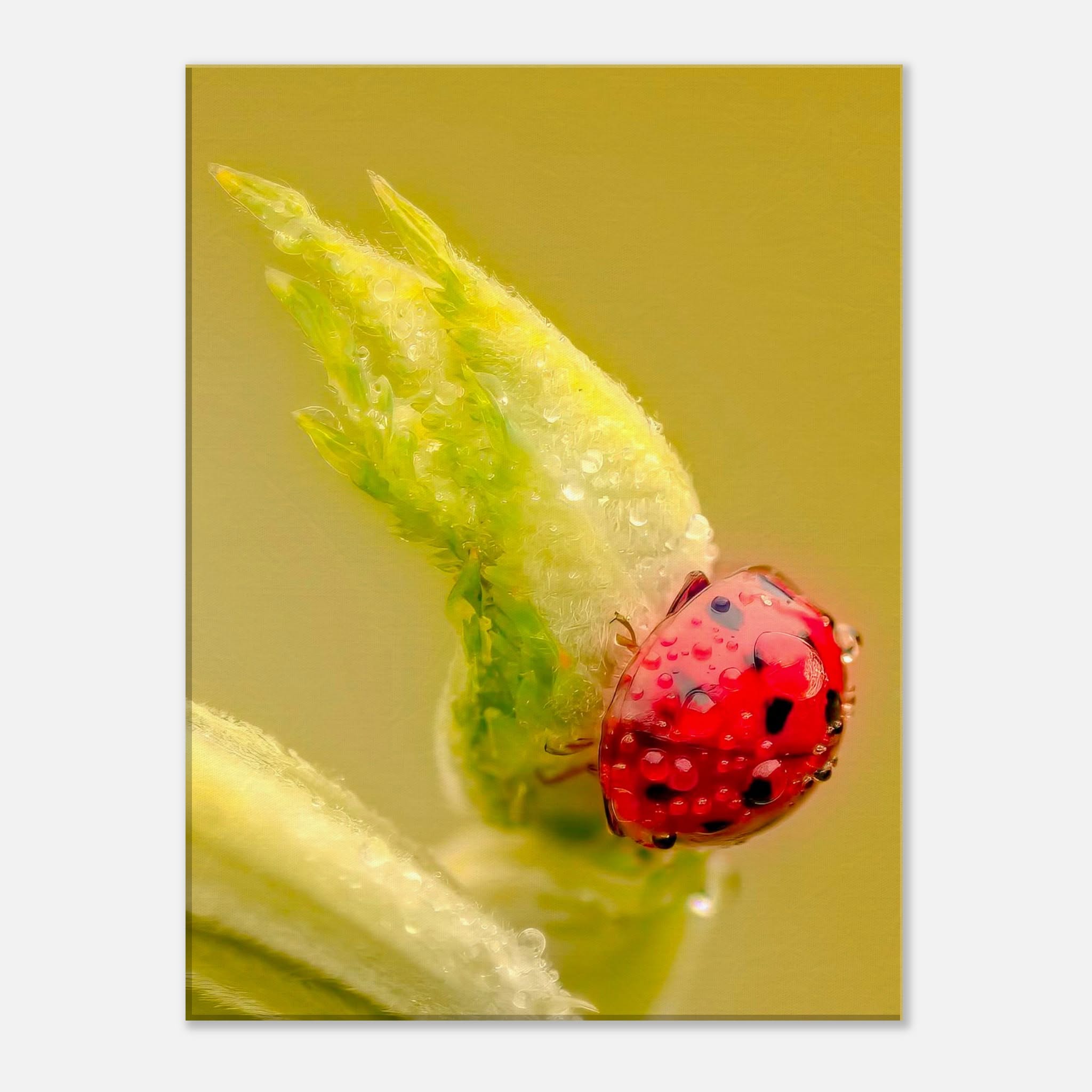 Dew-Kissed Ladybird Macro Nature Canvas